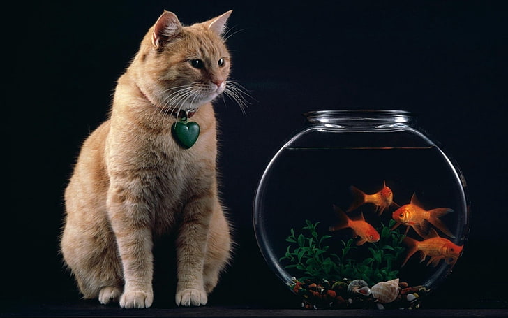 orange tabby cat, aquarium, fish, suspension, domestic Cat, pets, HD wallpaper