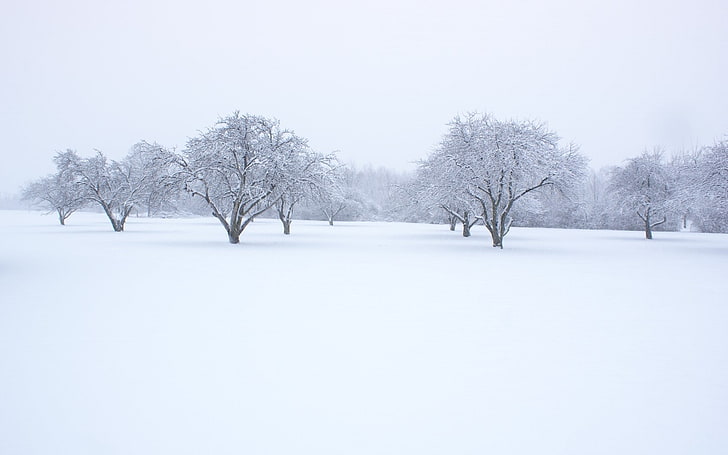 winter, snow, trees, landscape, cold temperature, plant, white color