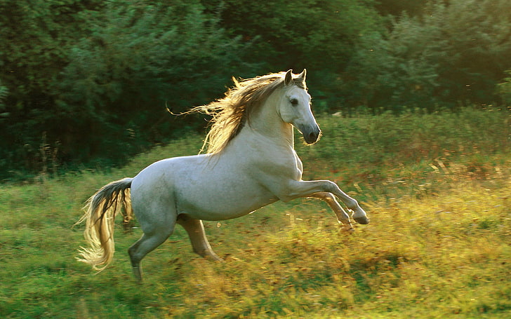 white horse, meadow, running, mane, animal, stallion, nature, HD wallpaper