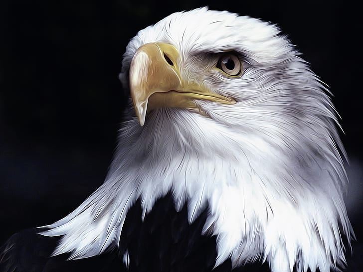 Birds, Bald Eagle, Artistic, Digital Art, Oil Painting, HD wallpaper