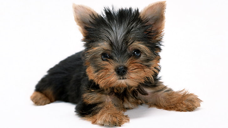 puppies, dog, Yorkshire Terrier, one animal, animal themes, HD wallpaper