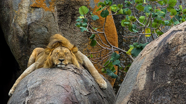 brown lion, brown lion on rock, nature, animals, trees, sleeping, HD wallpaper