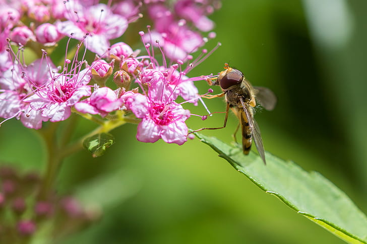 Hoverfly on pink flower, hum, trop, bon, flore, flora, wildlife, HD wallpaper