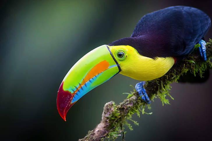 bird, branch, jungle, Toucan, Iridescent Toucan, HD wallpaper