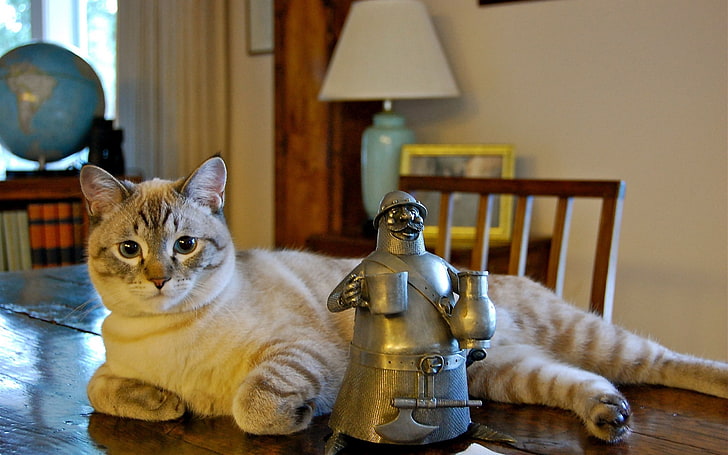 stainless steel table dcor, cat, lie, statue, playful, domestic Cat, HD wallpaper