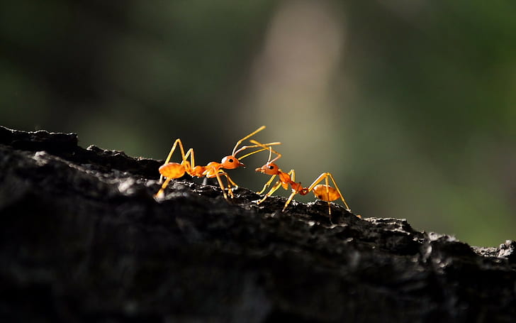 animals, hymenoptera, oecophylla, macro, ants