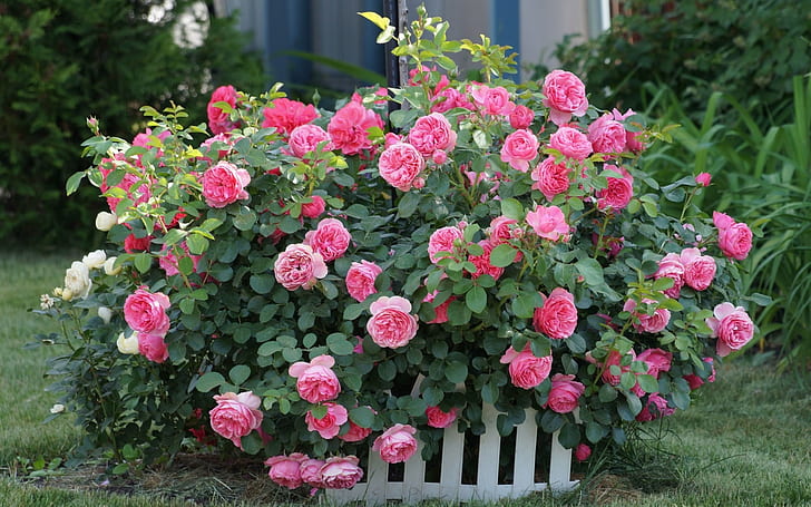 Pink flowers, roses, fence, grass, garden, HD wallpaper