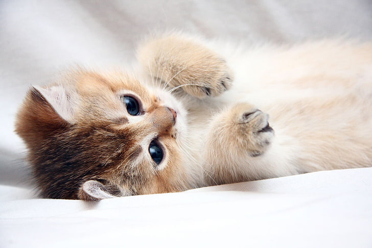brown tabby kitten, cat, cute, foot, face, pets, animal, domestic Cat, HD wallpaper