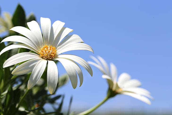 white petal flower, white flower, flower in the sun, flower  flower, HD wallpaper