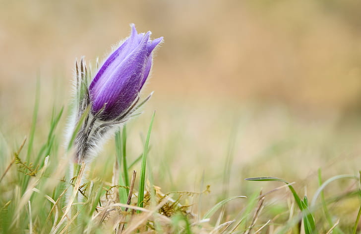 purple petaled flower during daytime in close up photography, pasque flower, pasque flower, HD wallpaper