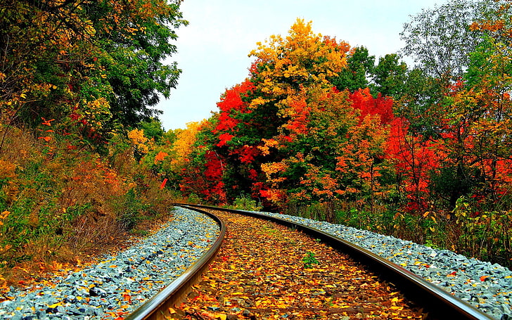 green and brown trees, leaves on railroad, railway, fall, plants, HD wallpaper