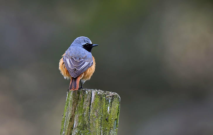 grey and brown bird perched on wooden log during daytime, redstart, redstart
