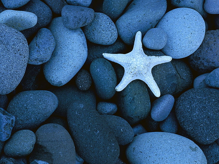 white starfish, stones, coast, gray, smooth, sea, pebble, beach, HD wallpaper