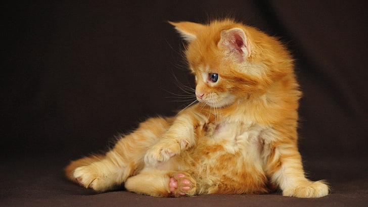 orange tabby kitten, cute cat, fluffy, domestic Cat, pets, animal, HD wallpaper