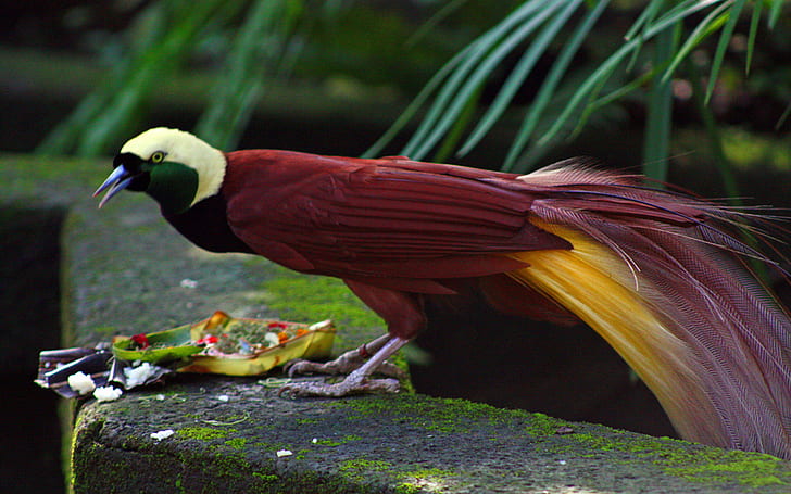 Male Greater Bird Of Paradise Family Members Paradisaeidae Order Passeriformes Located In The Eastern Part Of Indonesia, Papua New Guinea And Eastern Australia