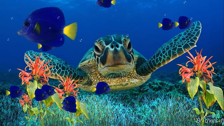 Sea turtle-underwater-flora-Fish-Art Wallpaper HD-1920×1080, HD wallpaper