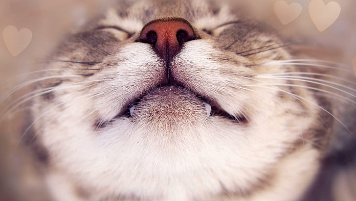 Cat, sleeping, nose, whiskers, teeth, funny desktop