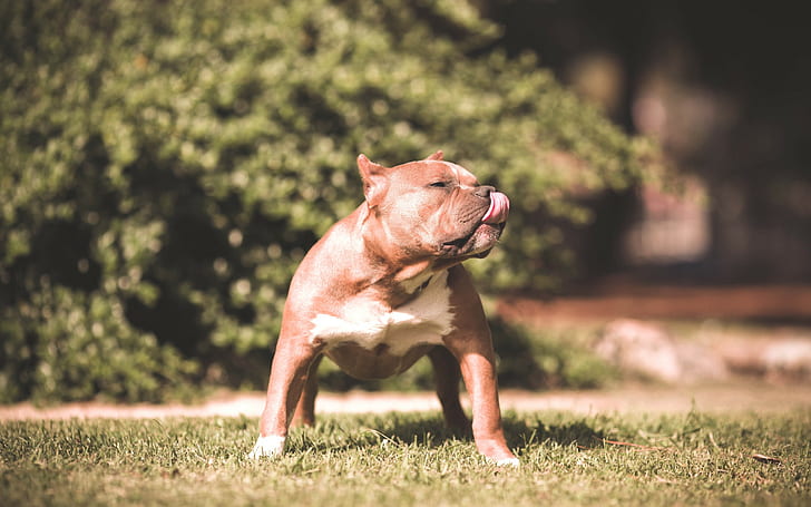 pit bull, dog, nature, depth of field