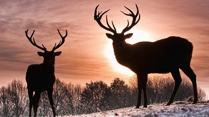 two brown bucks, deer, silhouette, shadow, nature, walk, antler, HD wallpaper