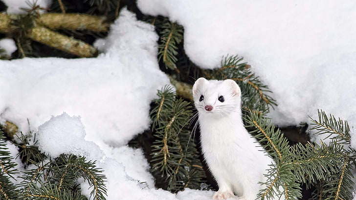 ermine, snow, winter, tree, mink, fur, wildlife, cute, weasel