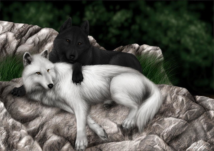 two black and white wolves illustration, Animal, Wolf, Love, mammal