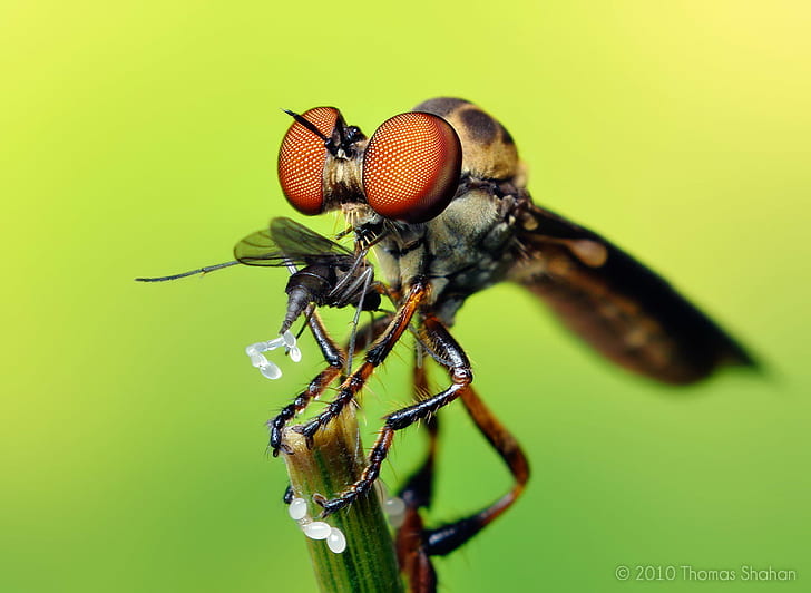micro photography of Rover fly, robber fly, robber fly, Prey