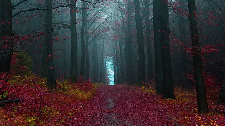 forest digital wallpaper, path, leaves, fall, mist, road, nature
