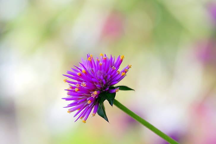 selective focus photography of a purple petaled flower, si, pure, HD wallpaper