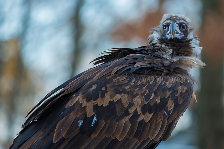 brown eagle, vulture, carrion, bird, predator, animal, animal themes