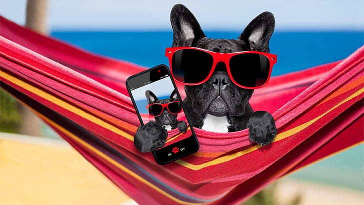 dog, sunglass, french bulldog, dog breed, cell phone, HD wallpaper