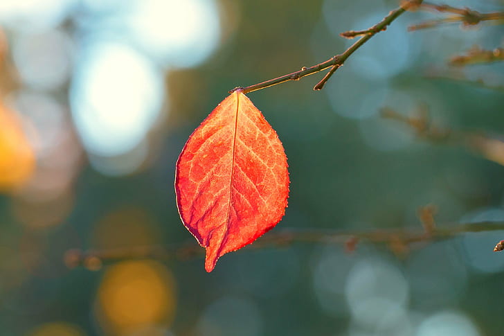 selective focus photography of autumn leaf, Last One, fall, autumn  color, HD wallpaper