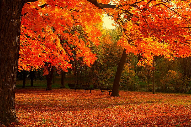automne, campaign, fall, landscapes, leaf, nature, rain, season, HD wallpaper
