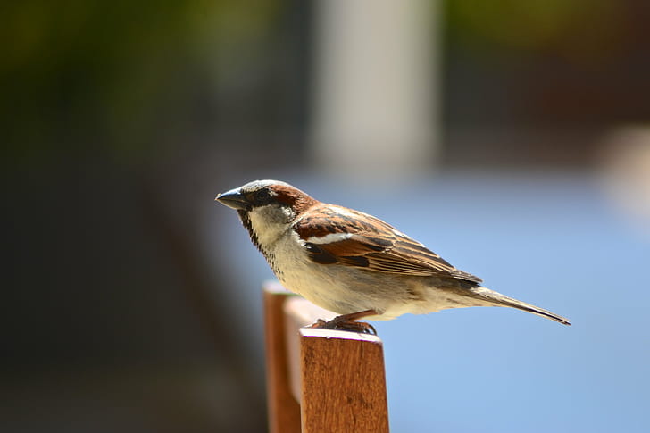 marcro photography of brown and white Home Bird standing on brown wooden chair, HD wallpaper