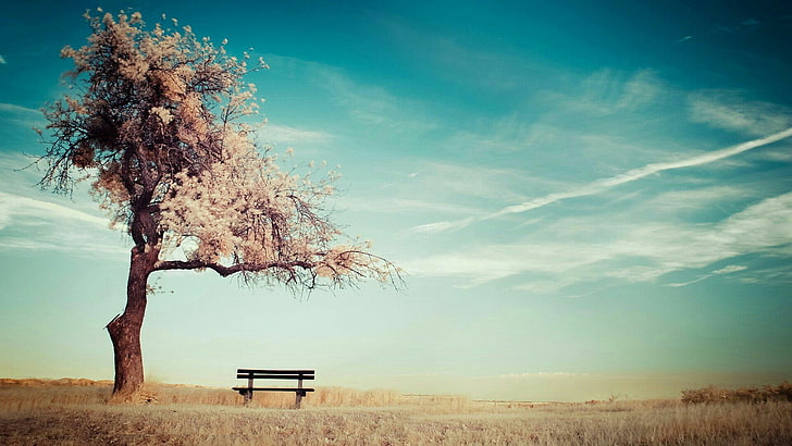 HD wallpaper: lone tree, lonely tree, bench, sky, field, landscape, cloud |  Wallpaper Flare