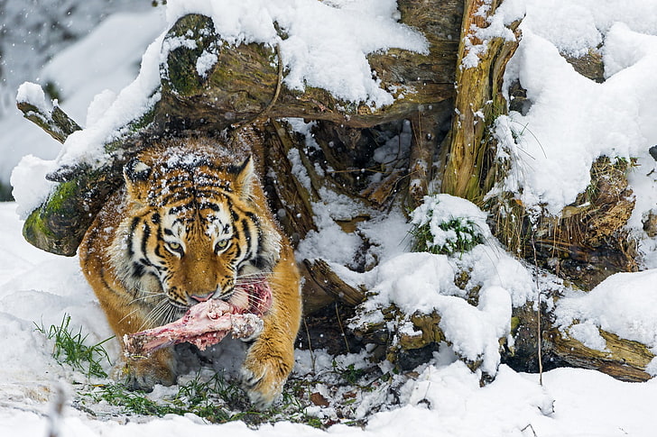 animals, meat, snow, tiger, nature, winter, feline, animal themes, HD wallpaper