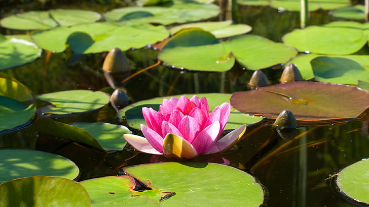 Pink water lily, lotus, pond, water, leaves, pink lotus and green lily pad