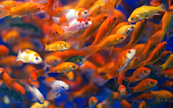 Many fish, goldfish, water, HD wallpaper