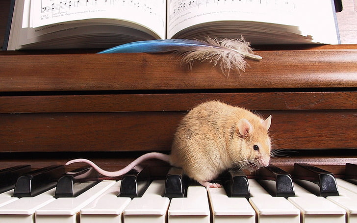 brown and white piano and rodents, rat, notes, feather, climb, HD wallpaper