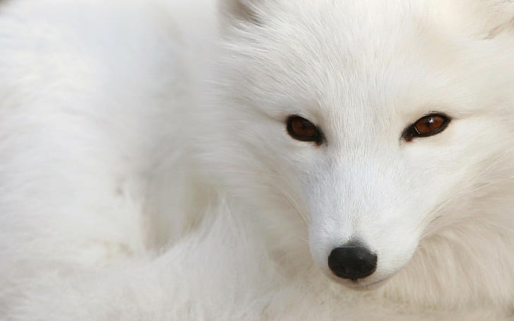 white, arctic fox, animals, HD wallpaper