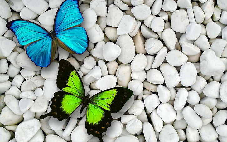 Artistic, Butterfly, Blue, Green, Pebbles, Stone, White