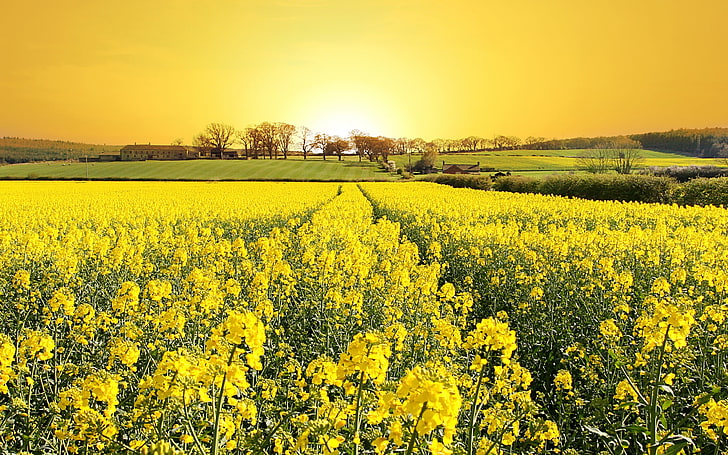 yellow flowers, Rapeseed, landscape, field, sunlight, beauty in nature, HD wallpaper
