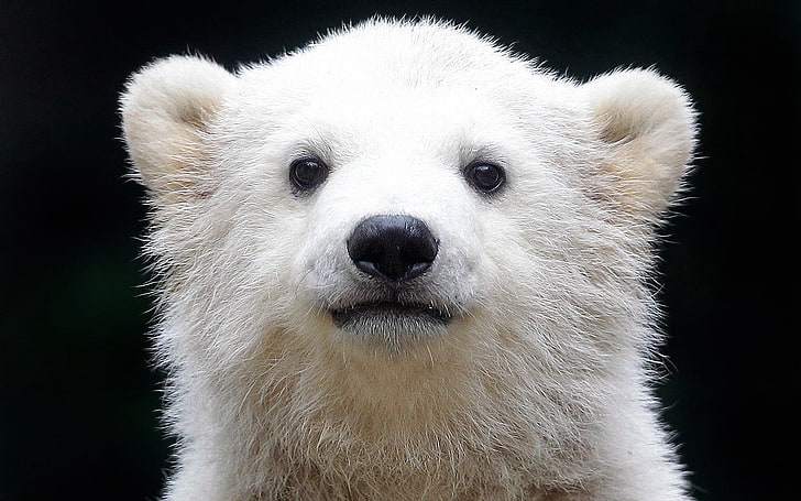 white polar bear, cub, baby, muzzle, background, animal, mammal