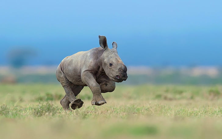 Animal, Rhino, Baby Animal, Depth Of Field, Wildlife