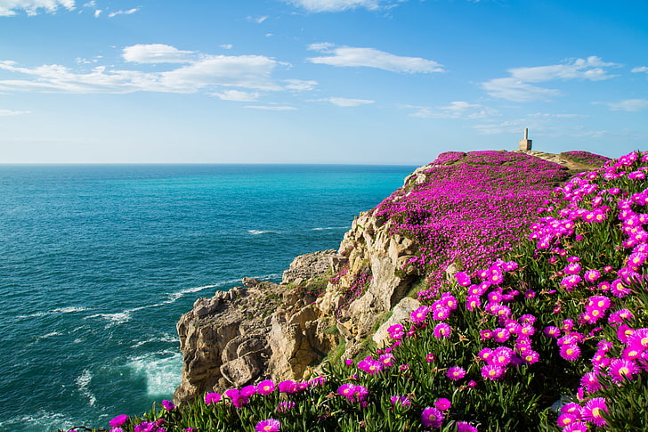 pink ice plant flowers, the ocean, rocks, coast, Bay, Spain, The Bay of Biscay