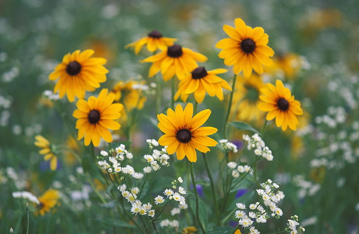 Black Eyed Susans And Daisy Fleabane Kentucky, yellow daisies