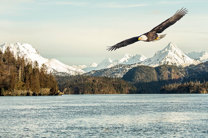 in distance photo of flying bald eagle, alaska, alaska, Memory