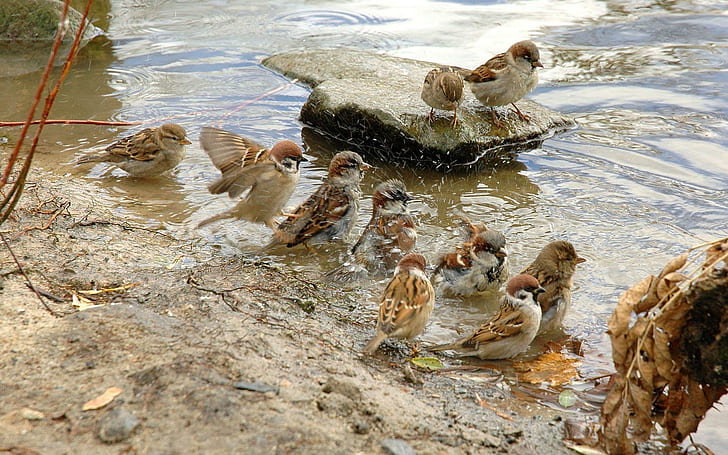 Sparrows bathing, flock of house sparrows, animals, 1920x1200