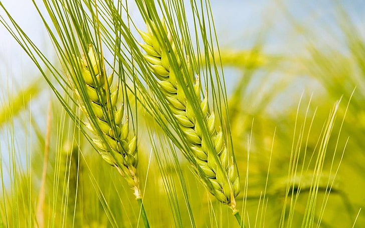 Green Wheat, green wheat plant, Nature, Other, agriculture, crop, HD wallpaper
