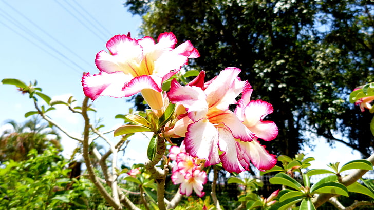 pink-and-white petaled flowers, nature, plant, flowering plant