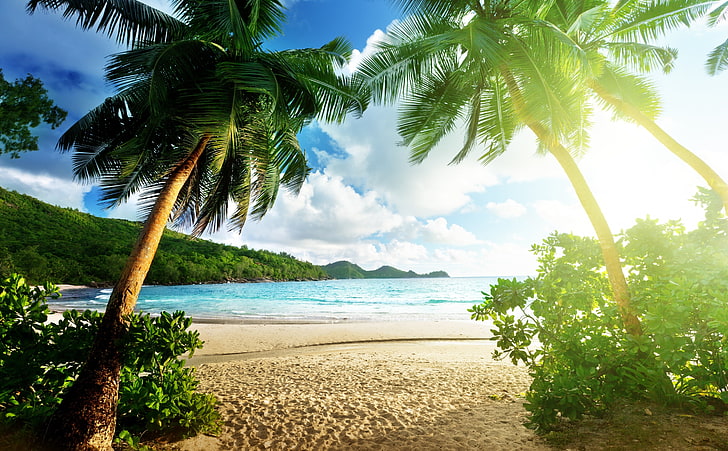 Exotic Island, three palm trees, Seasons, Summer, Beach, Beautiful, HD wallpaper